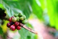 Green Yellow and Red coffee beans on the same branch Royalty Free Stock Photo