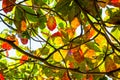 Green yellow and red leaf background