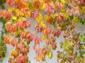 Green, yellow and red leaves on white stone wall background Royalty Free Stock Photo