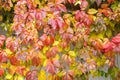 Green, yellow and red leaves on white stone wall background Royalty Free Stock Photo