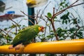 Green, yellow and red parrot in an aviary Royalty Free Stock Photo