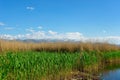 Green and yellow reeds in a pond Royalty Free Stock Photo