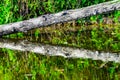 Green Yellow Reflection Log Abstract Issaquah Creek Washington