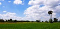 Green and yellow rice field with palm tree and blue sky with cloud background Royalty Free Stock Photo