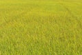 Green and yellow rice in fiend for background Royalty Free Stock Photo