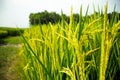 Green yellow and rip paddy plant closeup background Royalty Free Stock Photo