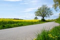 Green and yellow road Royalty Free Stock Photo