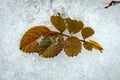 Green and yellow rose leaf lying on white textured snow in late winter or early spring Royalty Free Stock Photo