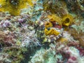 A green and yellow Seahorse at a colorful tropical coral reef in Gato Island, Malapascua, Philippines