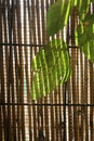 Green and yellow sheets of corn close-up. Beautiful background and texture. Royalty Free Stock Photo