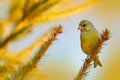 Green and yellow songbird European Greenfinch, Carduelis chloris, sitting on the yellow larch branch, with clear grey background. Royalty Free Stock Photo