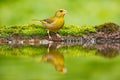 Green and yellow songbird European Greenfinch, Carduelis chloris, sitting on the yellow larch branch, with clear grey background. Royalty Free Stock Photo