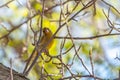 Green and yellow songbird  The European greenfinch sitting on a branch in spring Royalty Free Stock Photo