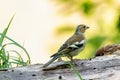 Green and yellow songbird, Greenfinch standing on a tree trunk. In the background several finches that are eating