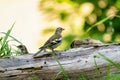 Green and yellow songbird, Greenfinch standing on a tree trunk. In the background several finches that are eating