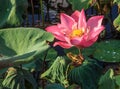 A green-yellow striped frog patiently waits for delicious meal under the water lily flower in the pond