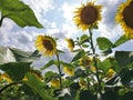 Green and yellow summer sunflower field with blue sky and beautiful clouds Royalty Free Stock Photo