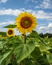 The green yellow sunflower in the field Royalty Free Stock Photo
