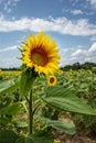 The green yellow sunflower in the field Royalty Free Stock Photo