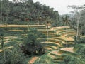 Green and yellow Tegallalang rice fields in Ubud Bali Royalty Free Stock Photo