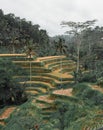 Green and yellow Tegallalang rice fields in Ubud Bali Royalty Free Stock Photo