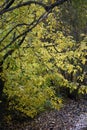 Green and yellow trees in the forest. Color autumn photo. Royalty Free Stock Photo