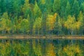 Green and yellow trees with reflection in the still water surface. Fall landscape with trees. Birch trees with pine trees in autum