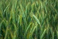 Green and yellow triticale field in close-up Royalty Free Stock Photo