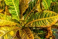 Green and yellow tropic plant leaves