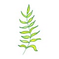 Green and yellow tropical isolated element. Hand drawn graphic palm branch and leave. Pencil botanical sketch. Can be used for des