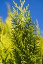 Green-yellow twig of a coniferous tree