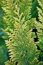 Green-yellow twig of a coniferous tree