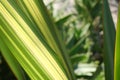 Green and yellow variegated Formium Phormium leaves. Detail photography of a lanceolate leaf
