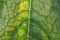 vegetative texture from a piece of a large leaf Royalty Free Stock Photo