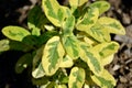 Green and Yellow Verigated Leaves of Salvia officinalis icterina or Golden Sage Royalty Free Stock Photo