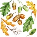 Green and yellow watercolor leaves, acorns and branches of oak, autumn set, hand draw illustration Royalty Free Stock Photo