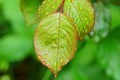 Green yellow wet leaves in drops of water on a branch of a rose bush Royalty Free Stock Photo