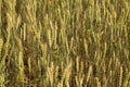 Green yellow wheat ears in field close up texture Royalty Free Stock Photo