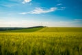 Green and yellow wheat field in spring season under blue sky, wide photo. With copy space Royalty Free Stock Photo