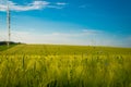 Green and yellow wheat field in spring season under blue sky, wide photo. With copy space Royalty Free Stock Photo