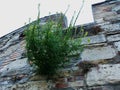 Green and yellow wild flower growing out of stone fortress wall`s cracks Royalty Free Stock Photo