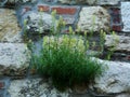 Green and yellow wildflower plant growing out of stone wall cracks Royalty Free Stock Photo