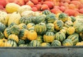 Green, yellow winter squash pumpkins. Royalty Free Stock Photo