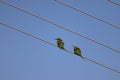 Green yellow young birds bee- eater sitting on wire