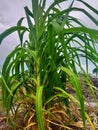 Green youn cane plant at the garden