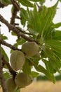 Green young almonds nuts growing on almond tree Royalty Free Stock Photo