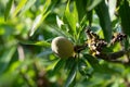 Green young almonds nuts growing on almond tree Royalty Free Stock Photo