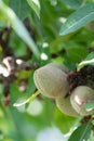 Green young almonds nuts growing on almond tree Royalty Free Stock Photo