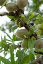 Green young almonds nuts growing on almond tree Royalty Free Stock Photo