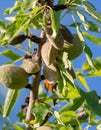 Green young almonds nuts growing on almond tree Royalty Free Stock Photo